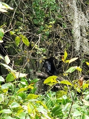 Anhinga anhinga