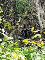 Anhinga anhinga