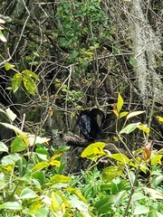 Anhinga anhinga