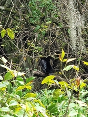 Anhinga anhinga