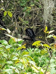 Anhinga anhinga
