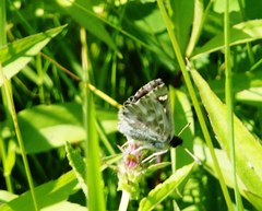 Muschampia floccifera