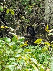 Anhinga anhinga