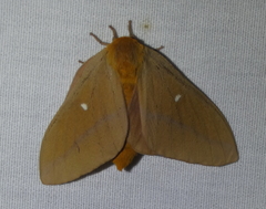 Anisota oslari