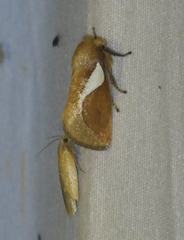 Prolimacodes trigona