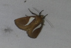 Prolimacodes trigona