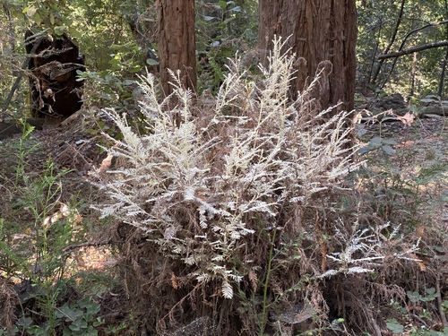 Sequoia sempervirens