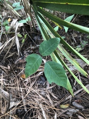 Toxicodendron radicans image