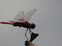 Tramea stenoloba