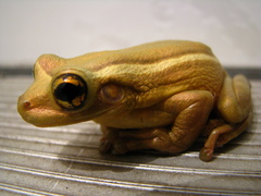 Trachycephalus mesophaeus