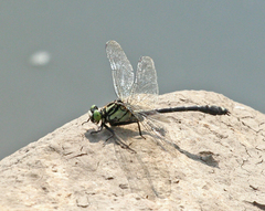 Asiagomphus melanopsoides