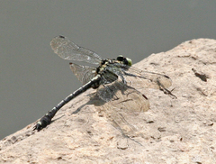 Asiagomphus melanopsoides
