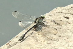 Asiagomphus melanopsoides