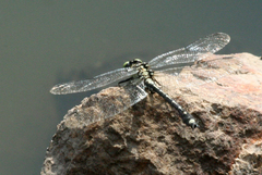 Asiagomphus melanopsoides