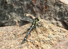 Asiagomphus melanopsoides