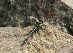 Asiagomphus melanopsoides