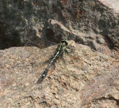 Asiagomphus melanopsoides