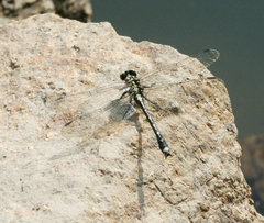 Asiagomphus melanopsoides