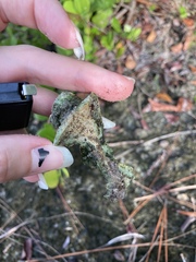 Vertebrata