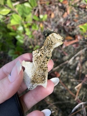 Vertebrata