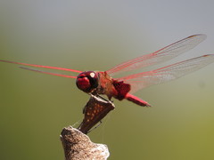 Tramea stenoloba