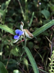 Crotalaria sessiliflora