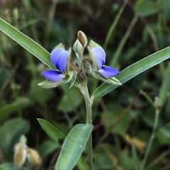 Crotalaria sessiliflora