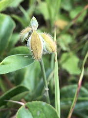 Crotalaria sessiliflora