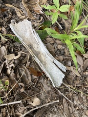 Vertebrata