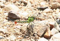 Ophiogomphus obscurus