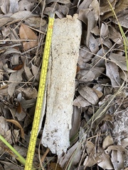 Vertebrata