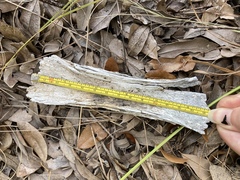 Vertebrata