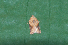 Acleris britannia
