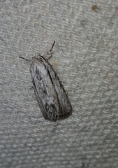 Catabenoides