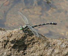 Sieboldius albardae