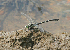 Sieboldius albardae
