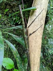Ceroys perfoliatus