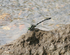 Sieboldius albardae