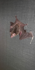 Carolliinae