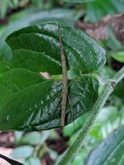 Ceroys perfoliatus