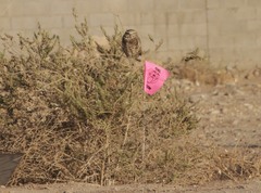 Athene cunicularia