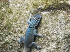 Sceloporus minor cyaneus