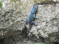 Sceloporus minor cyaneus