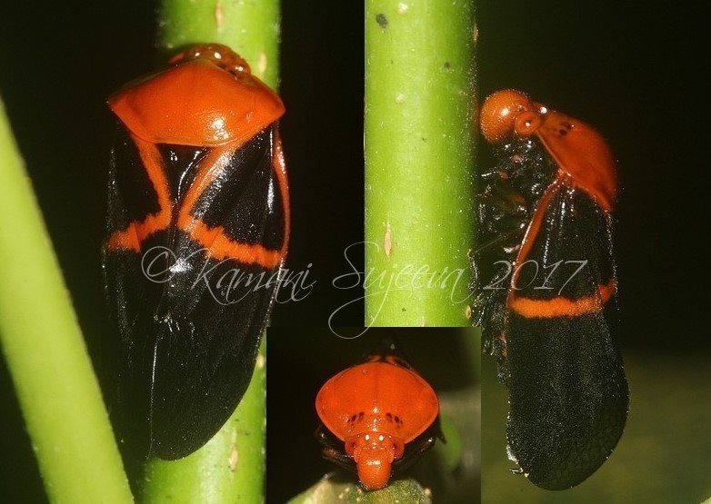 Leptataspis inclusa