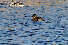 Thalassornis leuconotus