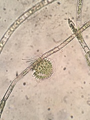 Pseudopediastrum boryanum