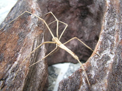 Deinopis