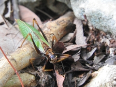 Pterophylla beltrani