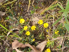 Pultenaea pedunculata