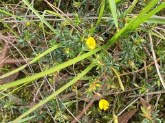 Pultenaea pedunculata